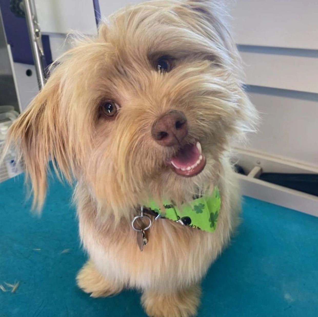 The Grateful Groomers Mobile Dog Grooming, CBD Pet Products